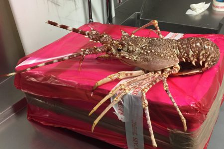 Contrôle phytosanitaire sur des langoustes importées de Bizerte